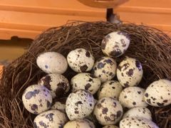 -深海聚汇·牛榴宴·自助料理(江宁万达店)