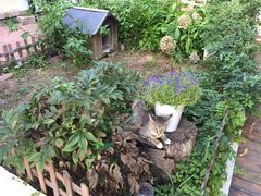 -海边的猫和咖啡馆