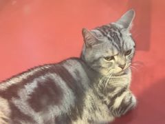-和它·交个朋友·狗咖猫咖(爱琴海店)