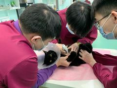 -北京观赏动物医院·24小时大型综合·猫专科·异宠专科