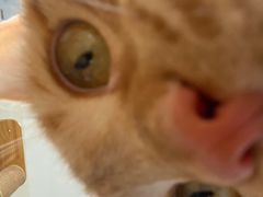 -藏猫猫咖啡主题馆(中央大道店)