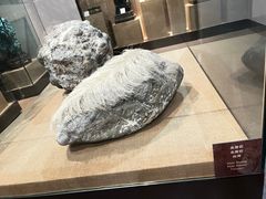 -烟台自然博物馆