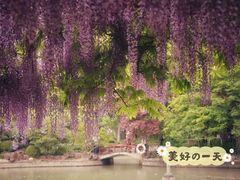 -嘉定紫藤园