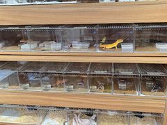 -酷以爬仙阁实体爬宠店·守宫·蜥蜴·专业繁育