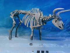 -吉林省自然博物馆