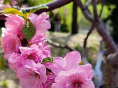 -海棠花溪(元大都城垣遗址公园)