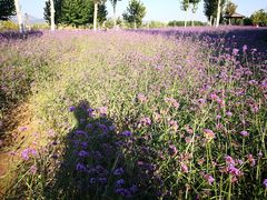 -羊亭河湿地公园