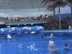 -海合安成都极地海洋公园