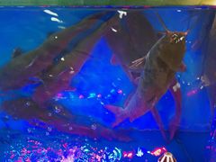 -山河屯江鱼馆