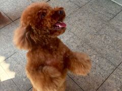-良成狗狗乐园