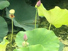 -荷塘月色湿地公园·向阳花洲