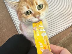 -大型宠物商超·宠海王国·宠物猫狗活体·用品·美容(新世界百货重庆店)