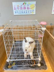 -Moni星球萌宠·小马宝莉·灵蛇·高端高阶全萌宠互动体验俱乐部(红豆国际广场店)
