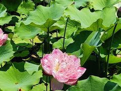 -莲花池公园
