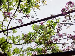 -嘉定紫藤园