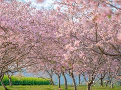 -天适樱花悠乐园