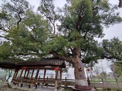 -东梓关景区村庄