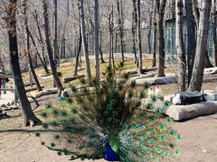 -哈尔滨北方森林动物园