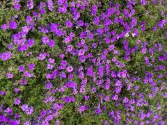 -西京湾花海