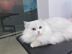 -爱洗澡的猫(天河路店)
