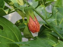 -北京植物园-展览温室