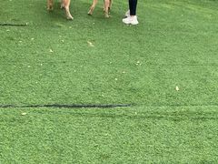 -汪说喵讲宠物乐园宠物酒店(红星美凯龙店)