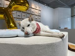 -柴务处·柴犬主题狗咖