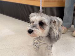 -帕帕拉兹宠物(亚洲旗舰店)