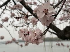 -潮汕三宝鲜牛肉火锅