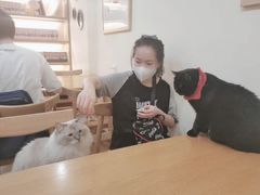 -滚猫咖啡·猫咖·猫友好撸猫(未来城店)