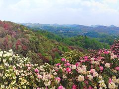 -贵州百里杜鹃风景名胜区