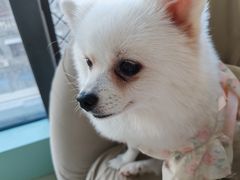-怪兽屋·羊驼·猫咖·狗咖(俊华广场店)