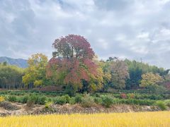 -塔川景区