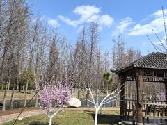 -合肥滨湖国家森林公园