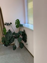 -MUSES专业脱毛比基尼サロン日式连锁