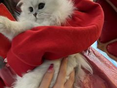 -猫大福·Fortune Cat猫舍(百子湾店)