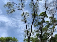 -深圳仙湖植物园-停车场