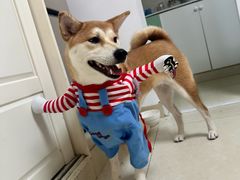 -佳百利宠物(荣乐中路115弄小区店)