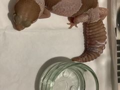 -酷以爬仙阁实体爬宠店·守宫·蜥蜴·专业繁育