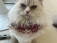 -怪兽屋·羊驼·猫咖·狗咖(俊华广场店)