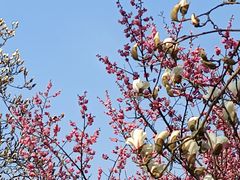 -梅花山(明孝陵内)
