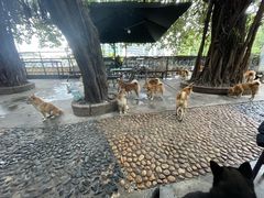 -柴犬高等学院·狗咖·柴犬售卖·宠物训练