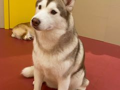 -和它·交个朋友·狗咖猫咖(爱琴海店)