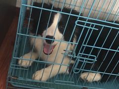 -翊宠yipet猫狗购宠庄园犬舍•猫舍