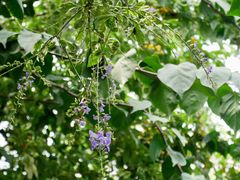 景观位-豆舞咖啡(民乐路店)