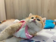 -喵zoo家庭繁育猫舍(尖东智能花园店)