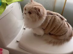 -老吴的猫·猫舍(新区店)
