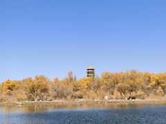 -金塔沙漠胡杨林景区