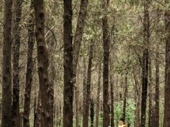 -原山国家森林公园