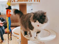 -1013 PET SHOP精品宠物商店(丁香店)